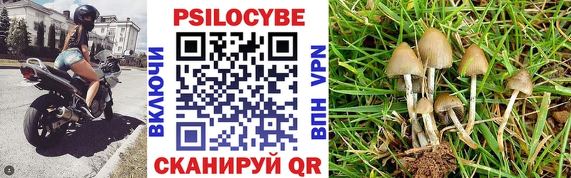 Галлюциногенные грибы Psilocybe  блэк спрут ссылки  Чайковский 